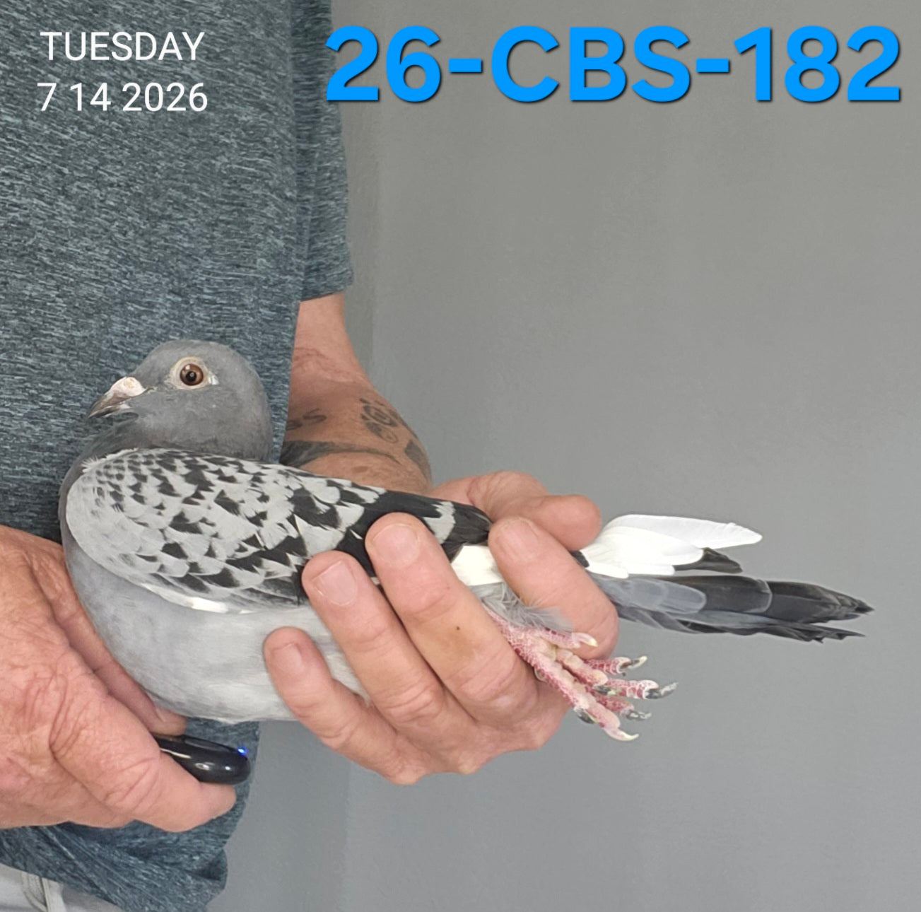 26-CBS-182 Blue Check white flight hen. Kaasboer, Early Grey both sides!