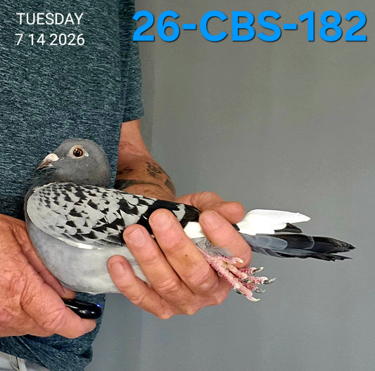 26-CBS-182 Blue Check white flight hen. Kaasboer, Early Grey both sides!