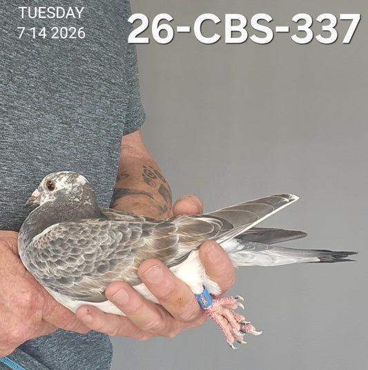 26-CBS-337 Grizzle hen. Sire is 1/2 brother "Early Grey"