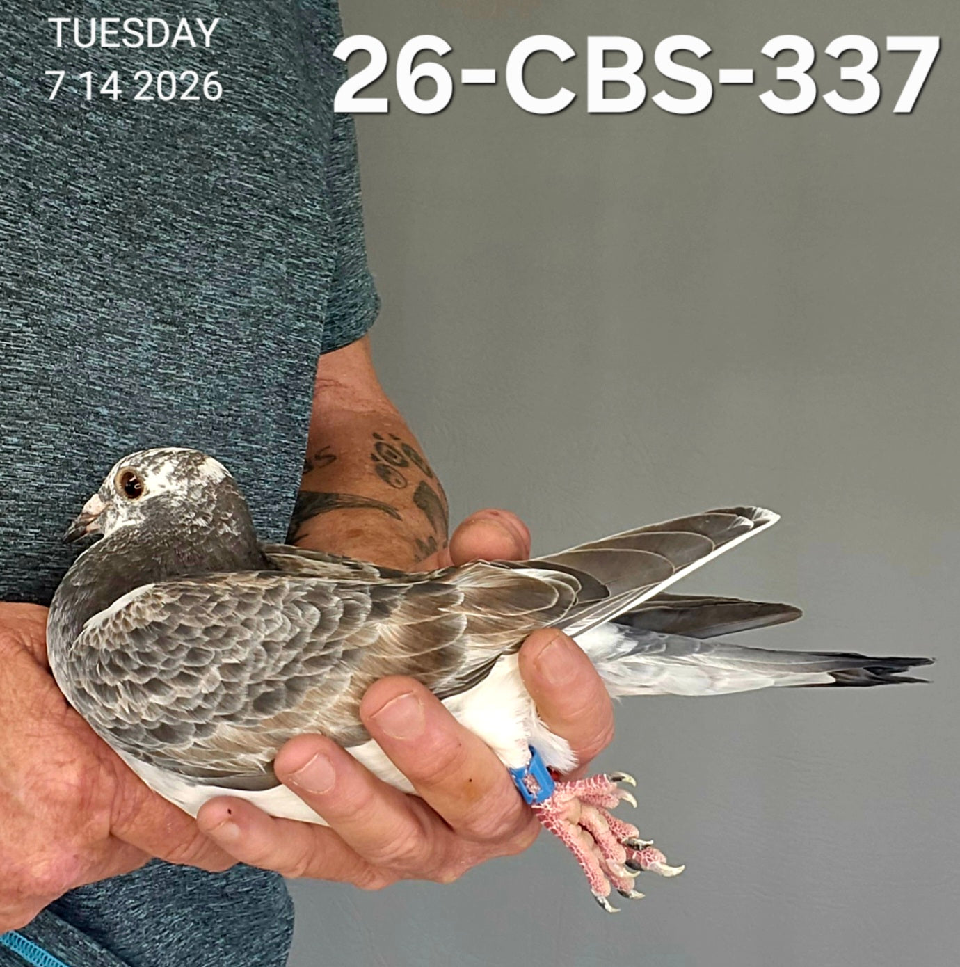 26-CBS-337 Grizzle hen. Sire is 1/2 brother "Early Grey"