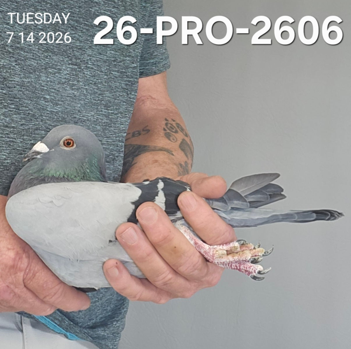 26-PRO-2606 Blue cock. Grandson "Alaska", dam is Stefaan Lambrechts.