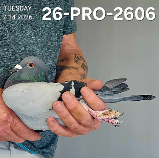26-PRO-2606 Blue cock. Grandson "Alaska", dam is Stefaan Lambrechts.