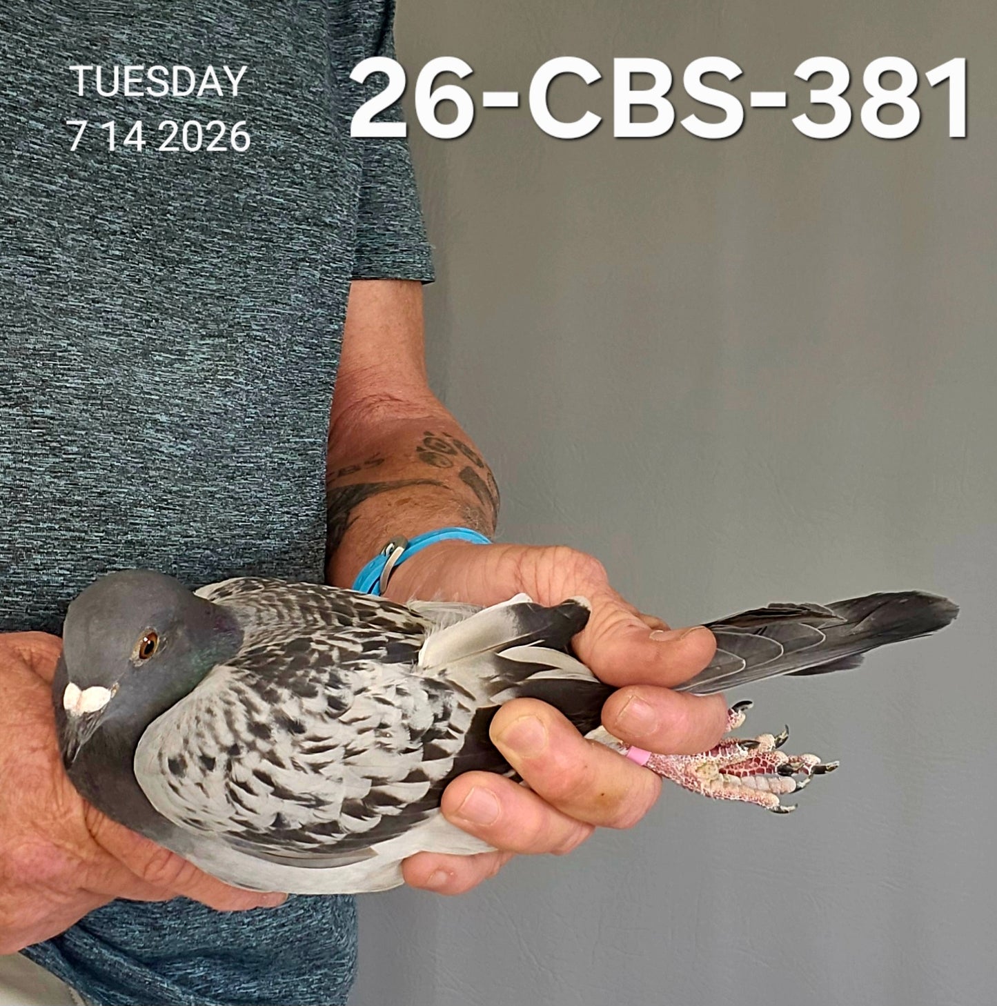 26-CBS-381 Blue check cock. Best of Serge Van Elsacker.