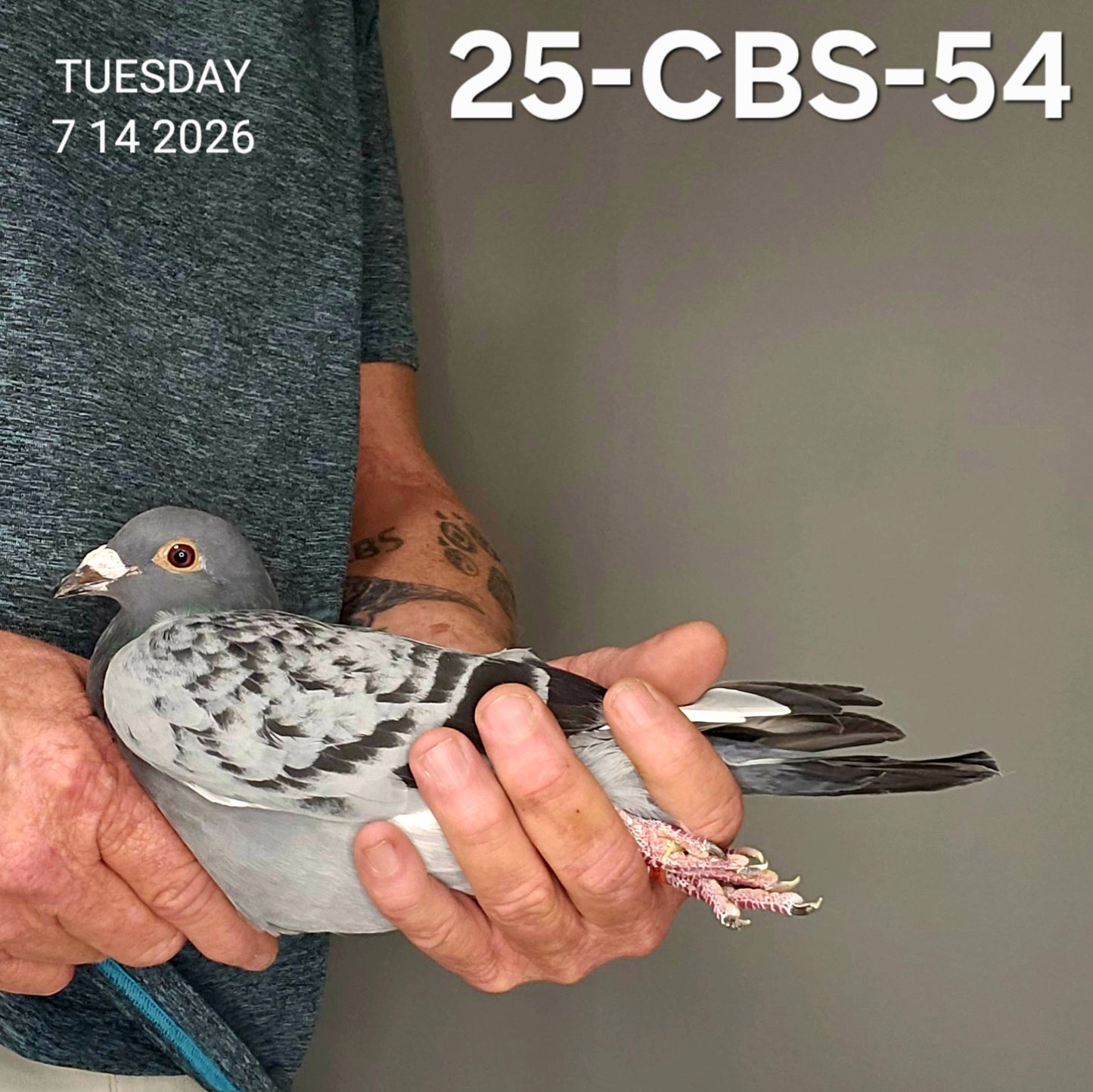 26-CBS-54 Blue check white flight hen. 019 Janssen.