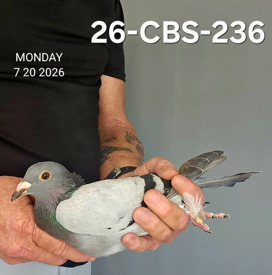 26-CBS-236 Blue hen. 019 Janssen. Inbred "990"