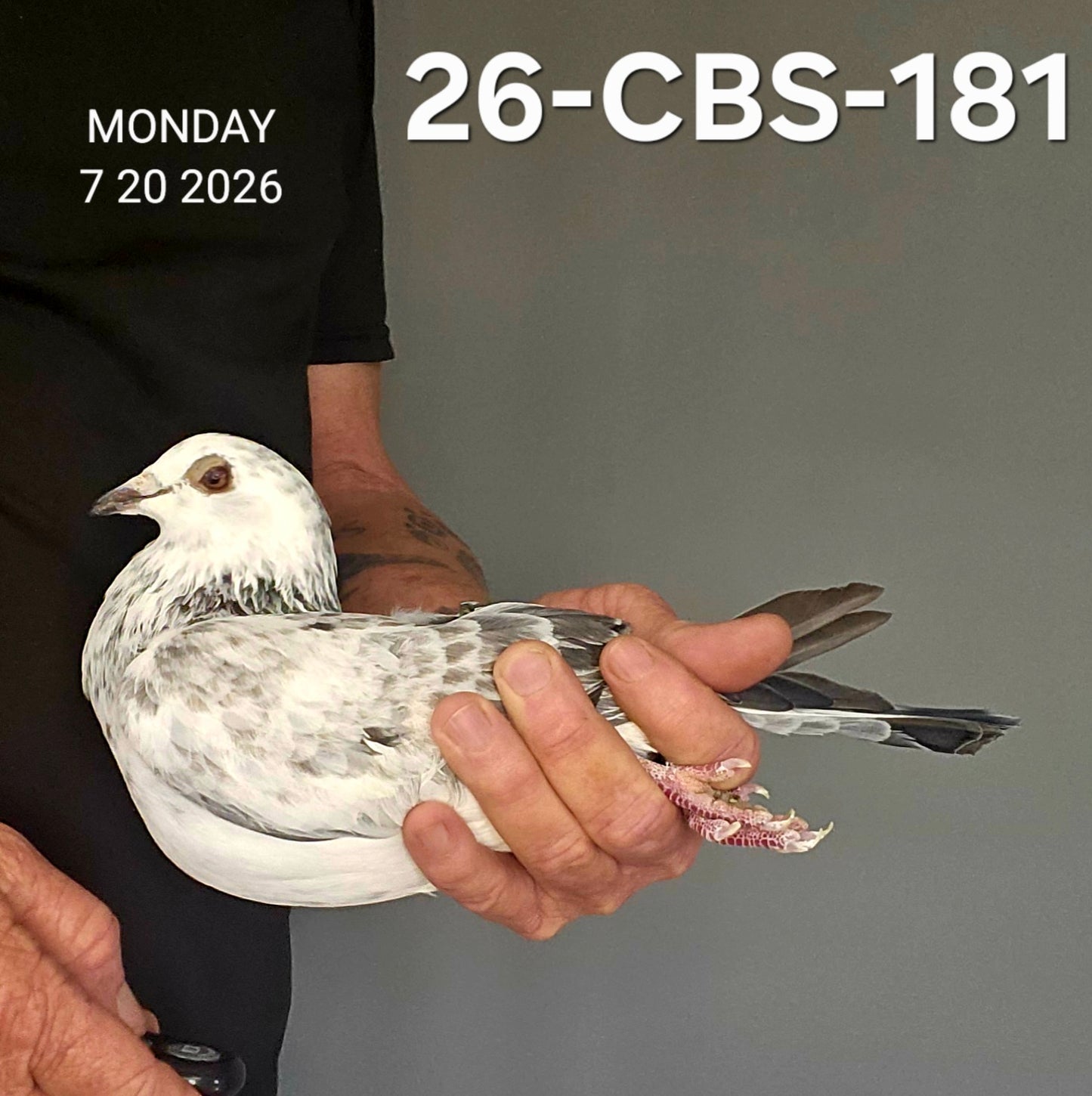 26-CBS-181 Grizzle hen. Inbred "Early Grey"