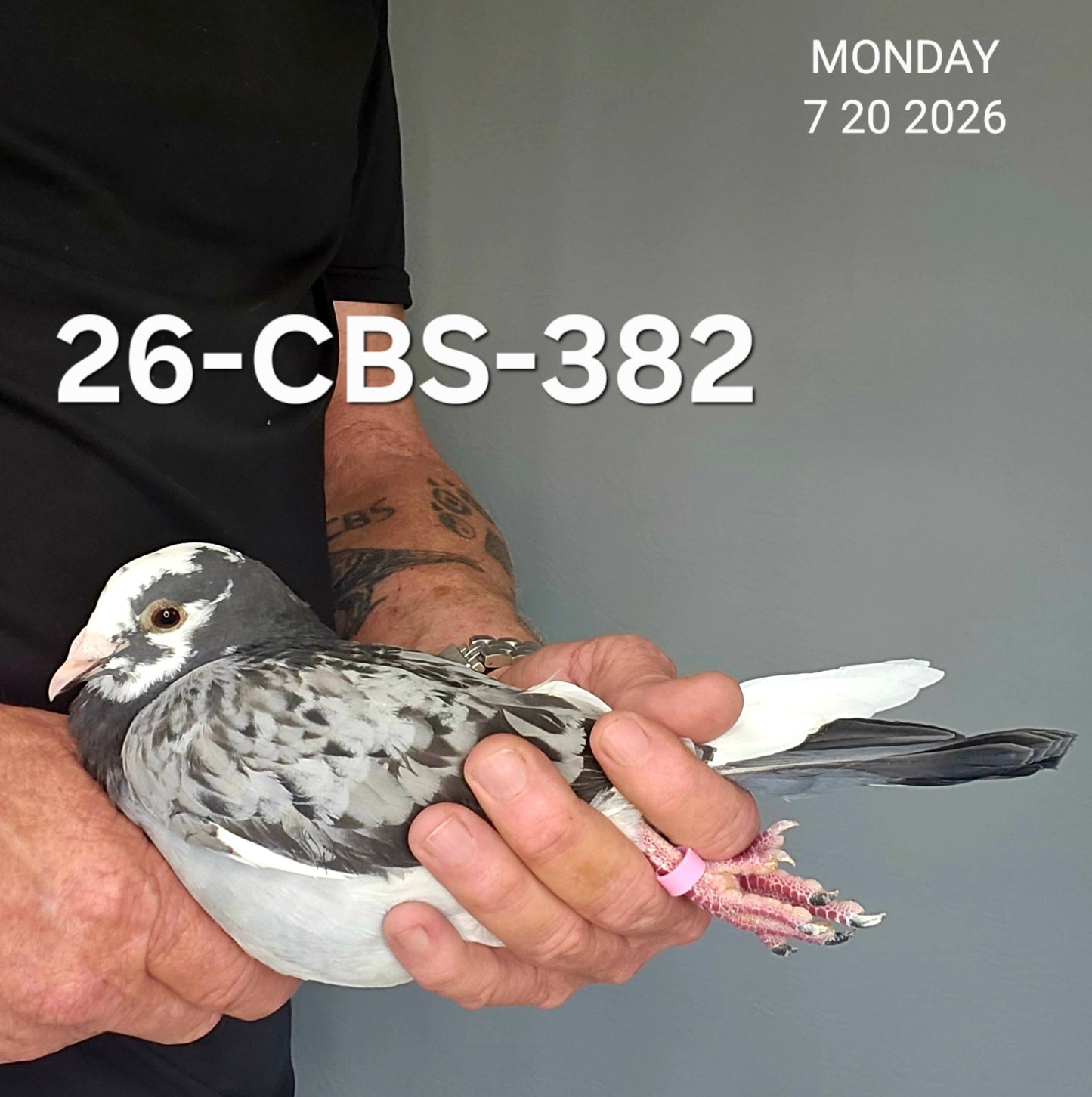 26-CBS-382 Blue check splash cock. Van Elsacker.