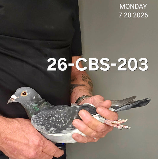 26-CBS-203 Blue check splash cock. 019 Janssen
