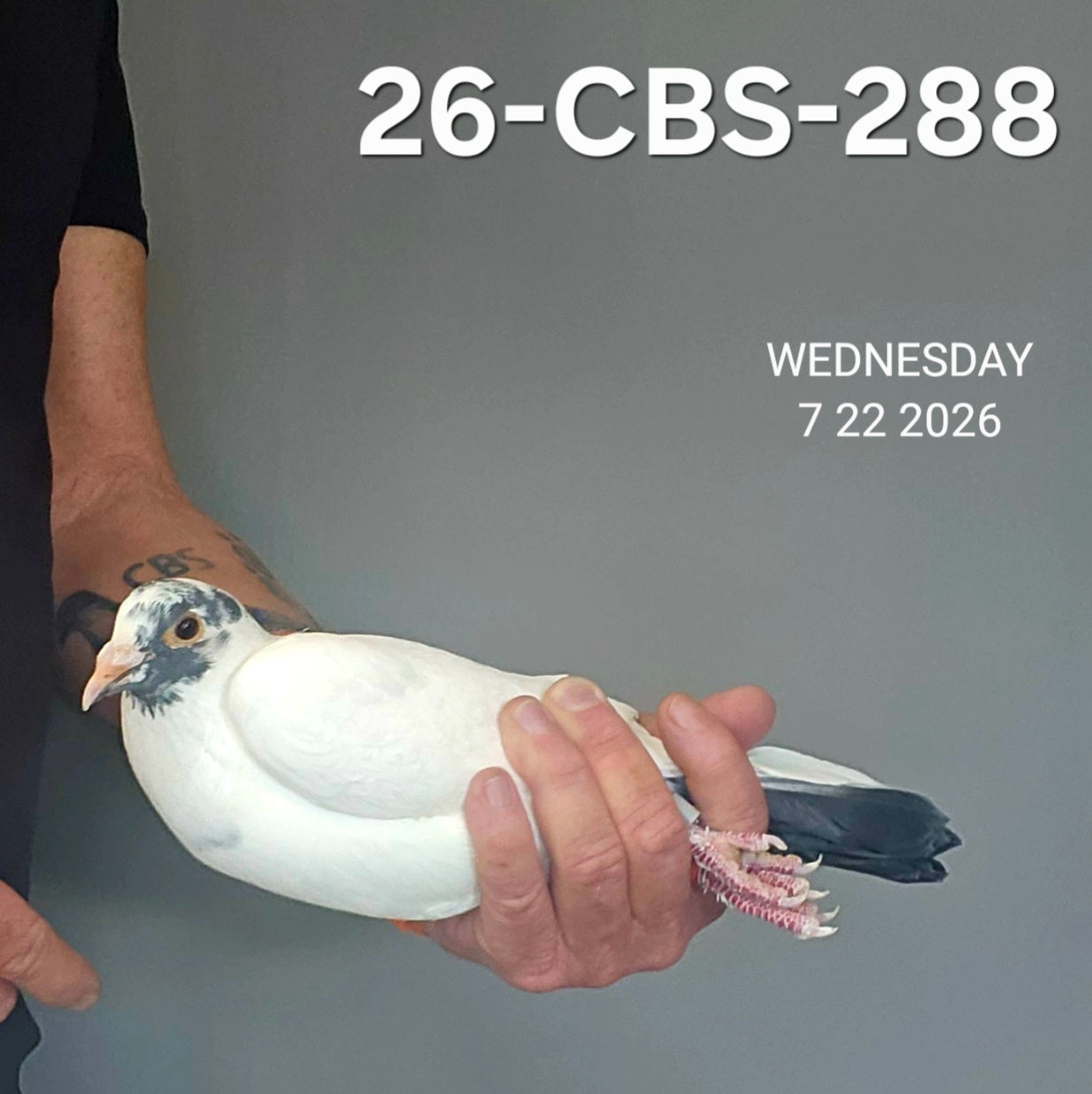 26-CBS-288 White cock. 019 Janssen