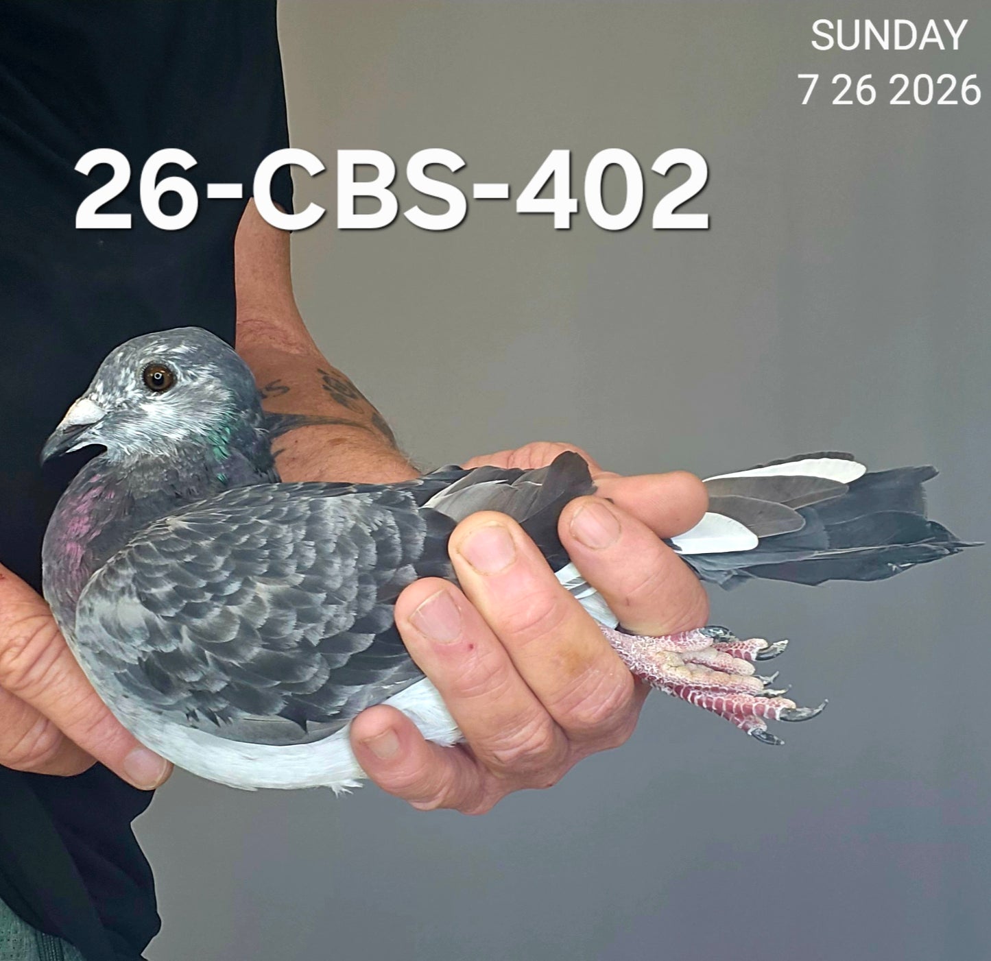 26-CBS-402 Grizzle hen. Granddaughter "Grey Panther" & "Sugar Lucy".