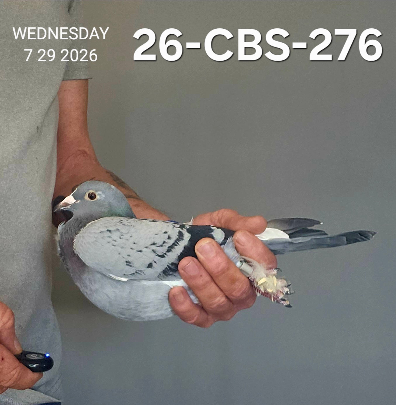 26-CBS-276 Light check white flight hen. 019 Janssen.