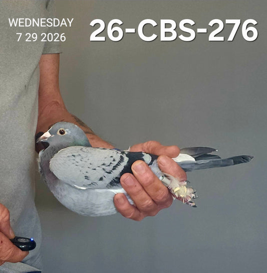 26-CBS-276 Light check white flight hen. 019 Janssen.
