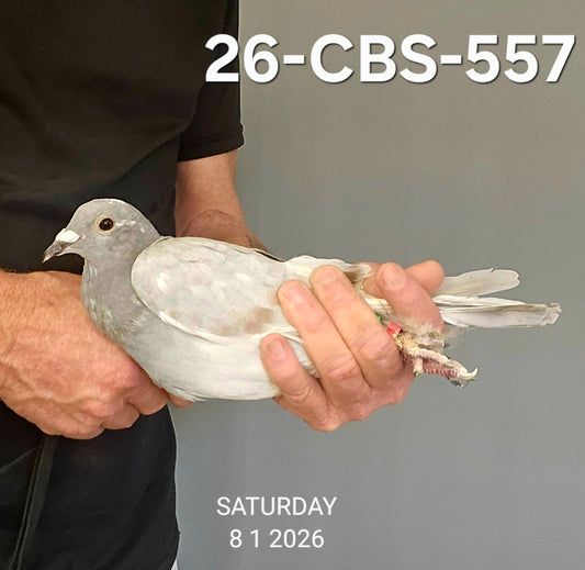 26-CBS-557 Silver Cock. Kittel lines.