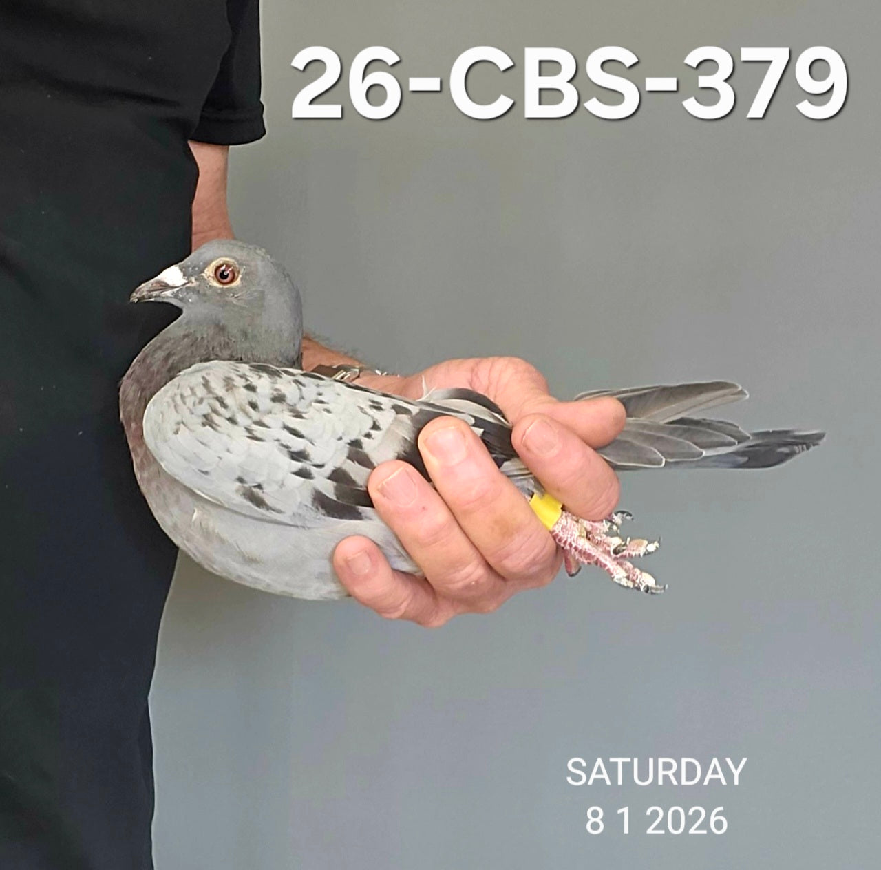 26-CBS-379 Light check hen. Dirk Van Dyck.