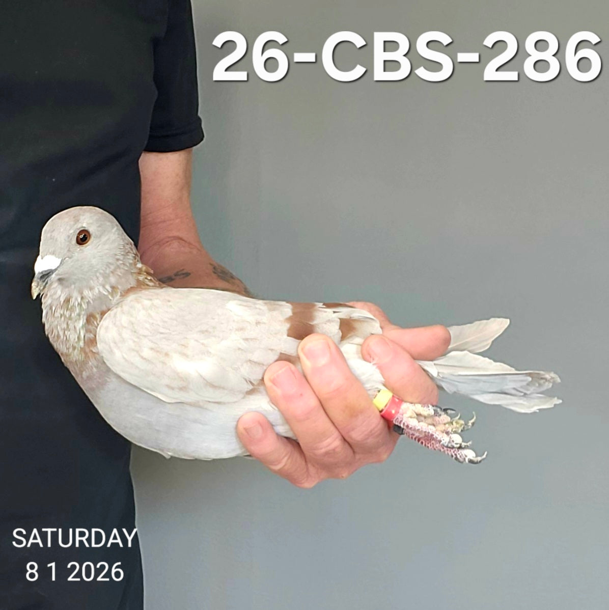 26-CBS-286 Silver Cock.
