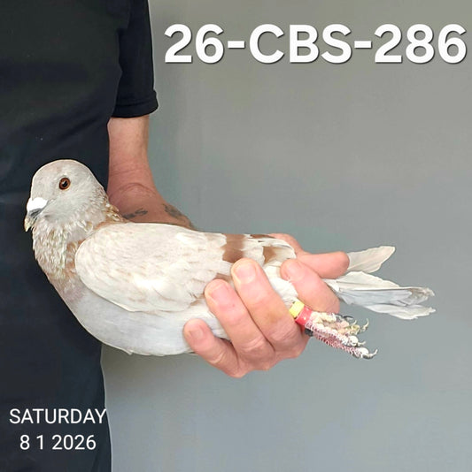 26-CBS-286 Silver Cock.