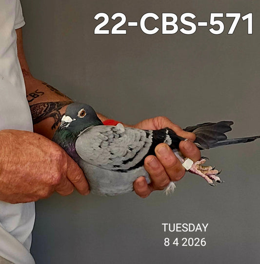 22-CBS-571 Light check cock. Son 'Camulos'. Rudi De Saer.