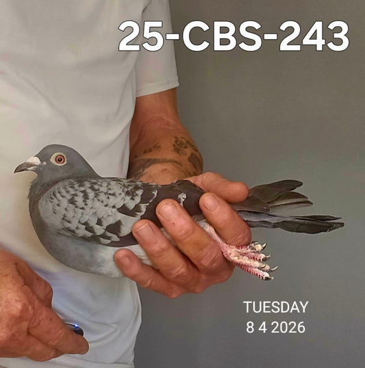 25-CBS-243 Blue check hen. Daughter "Odin".