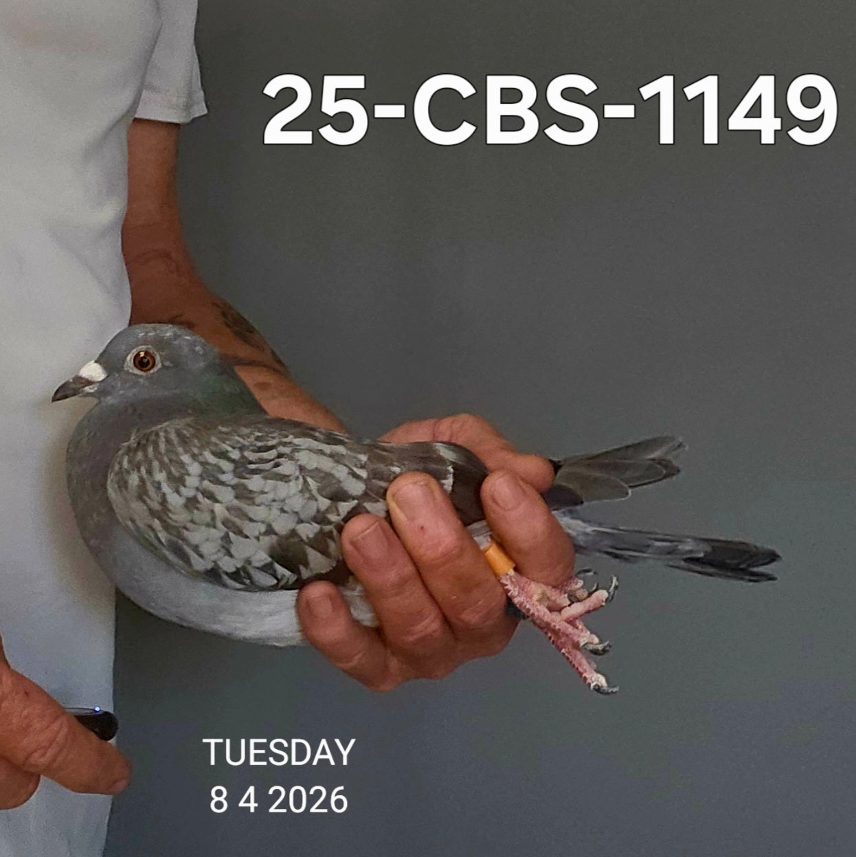 25-CBS-1149 Blue check hen. Marc & Geert Pollin lines.