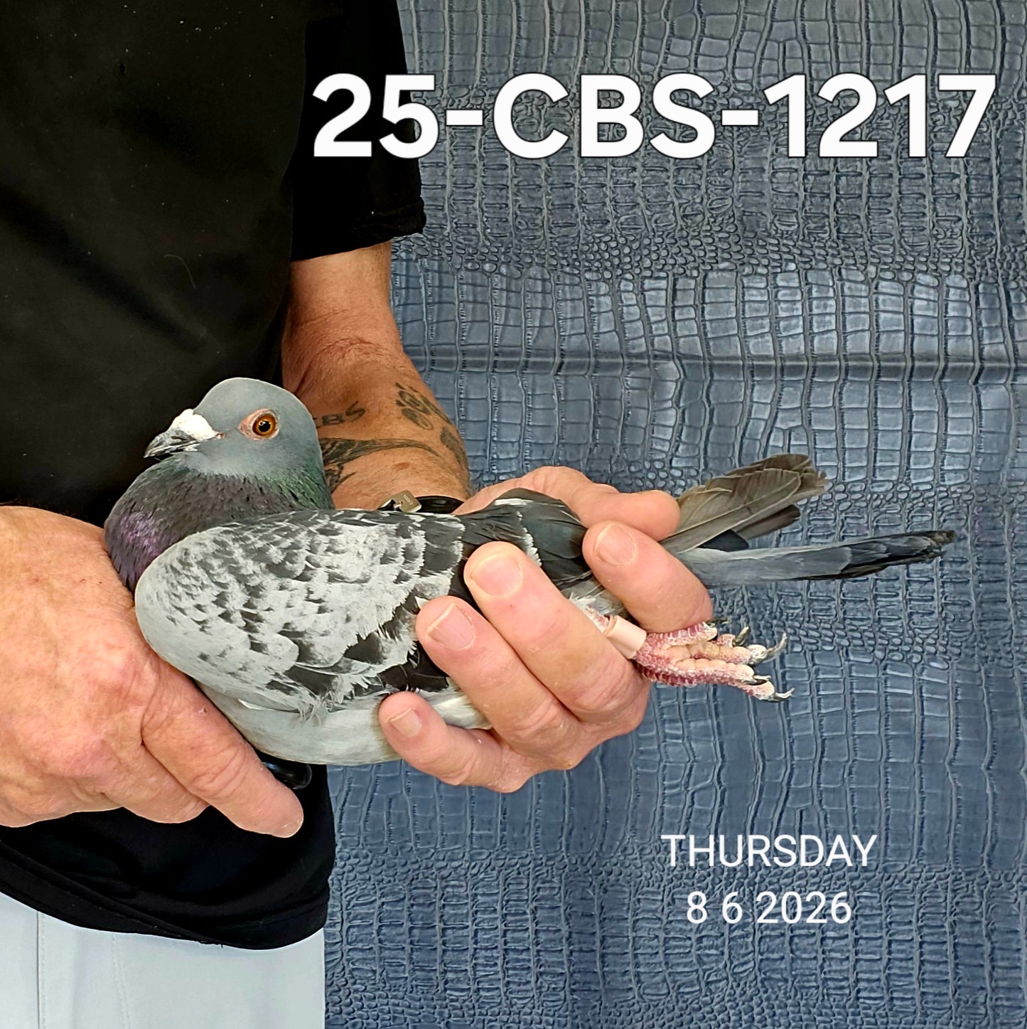 25-CBS-1217 Blue check cock. Van Elsacker.