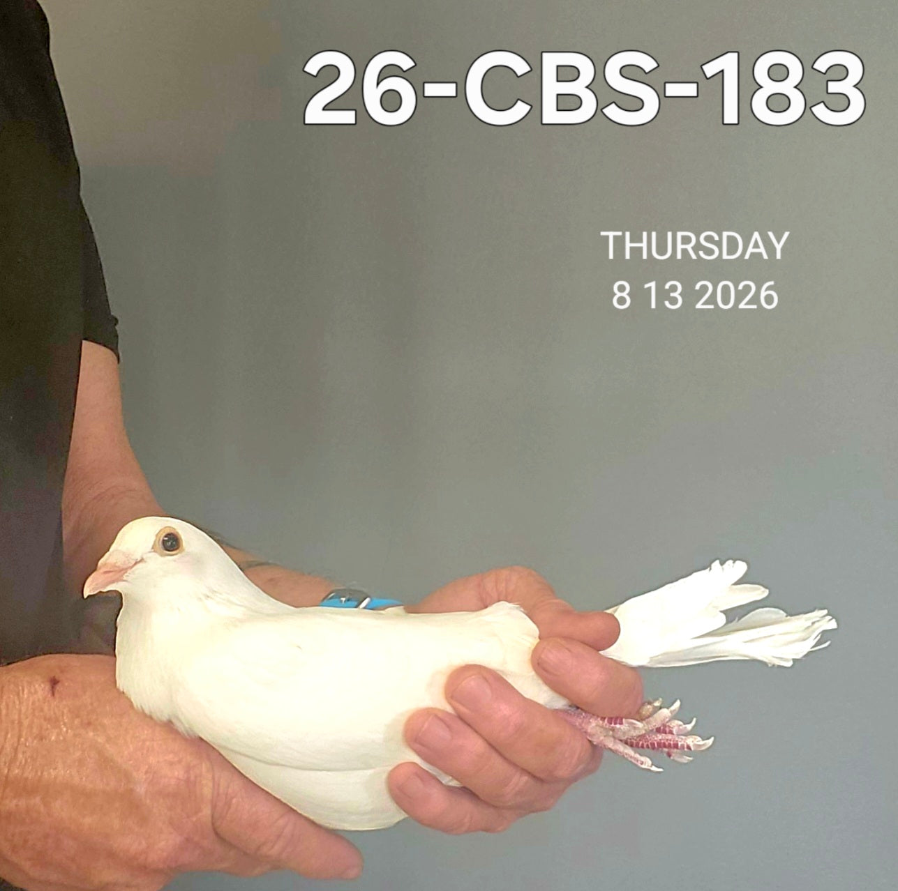 26-CBS-183 Belgian White cock.