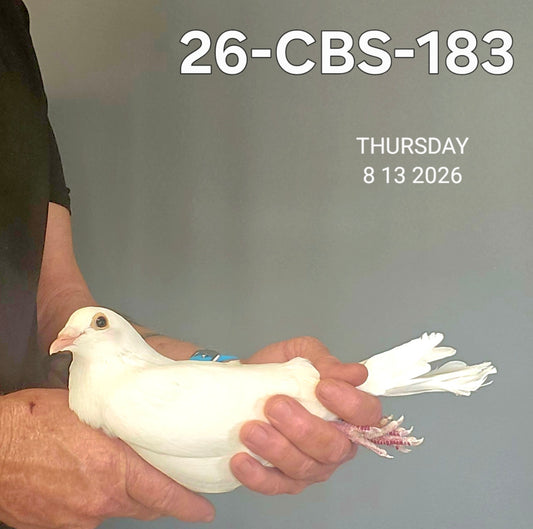 26-CBS-183 Belgian White cock.