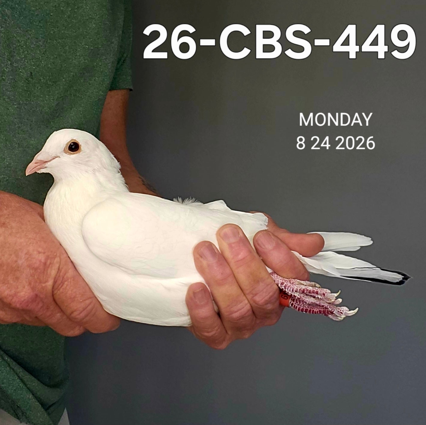 26-CBS-449 White cock.