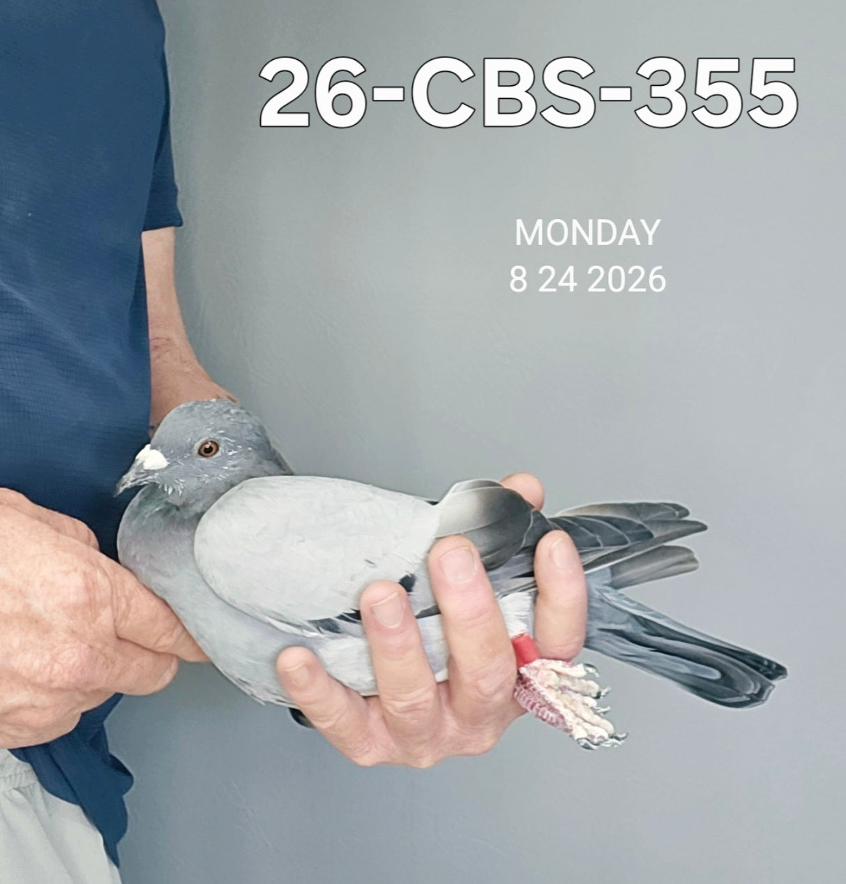 26-CBS-355 Blue cock. Inbred "Kittel"
