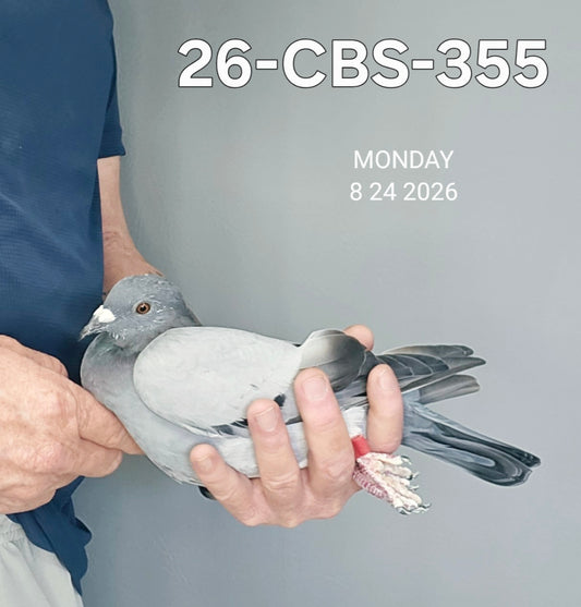 26-CBS-355 Blue cock. Inbred "Kittel"