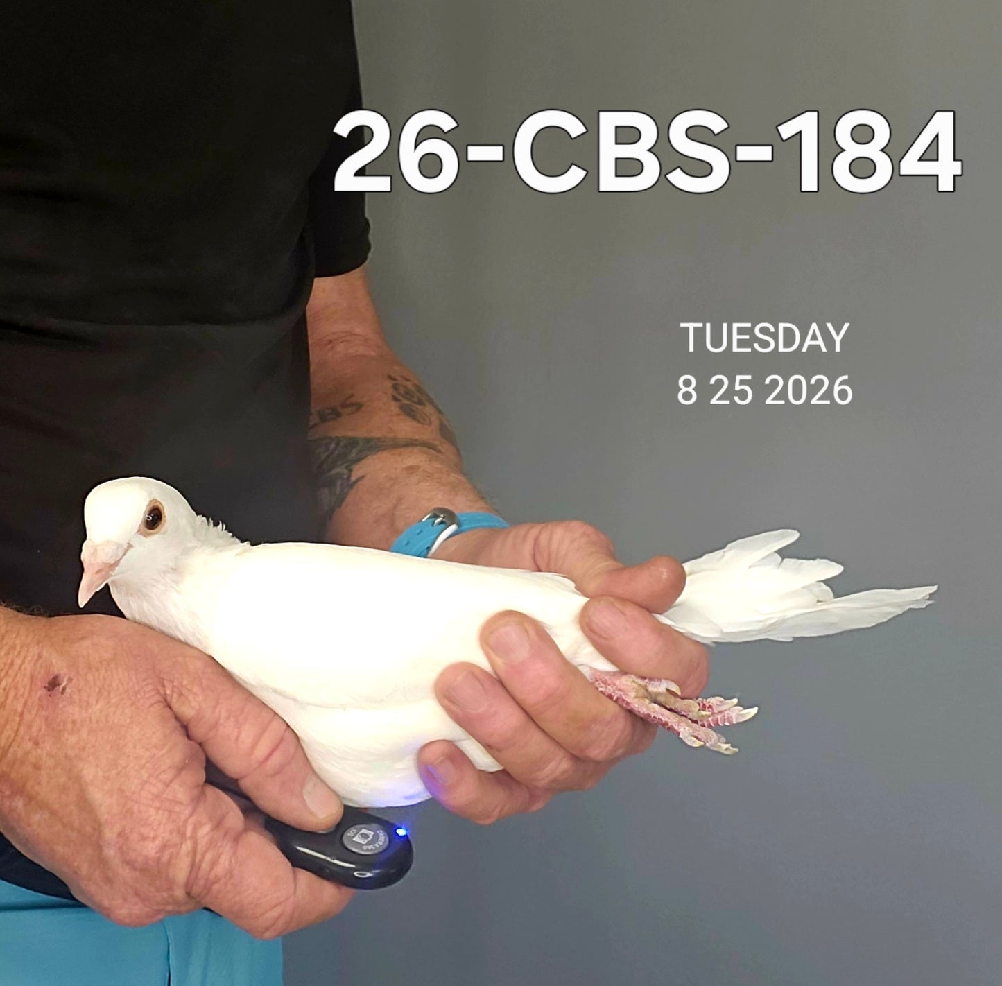 26-CBS-184 Belgian White hen.