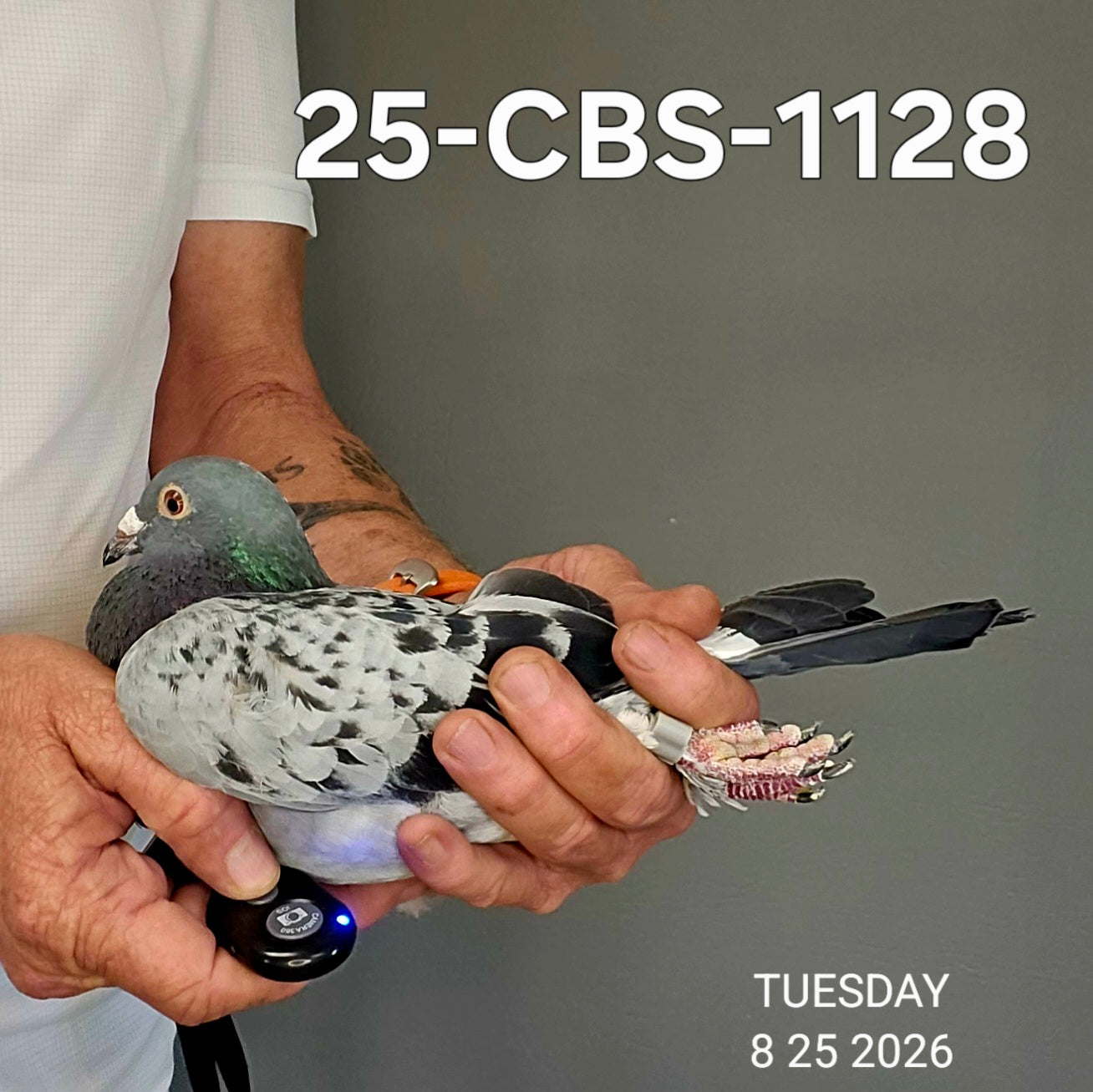 25-CBS-1128 Light check white flight cock. 019 Janssen