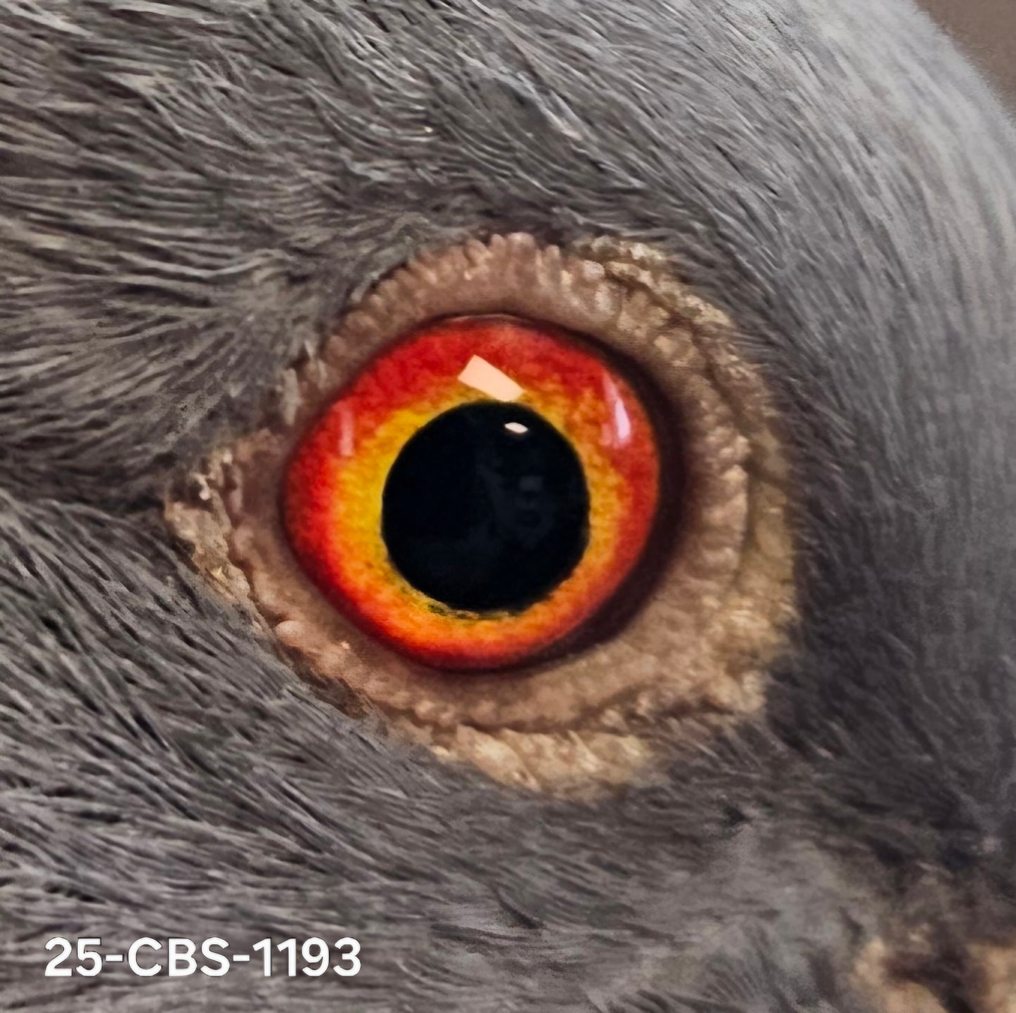 25-CBS-1193 Dark check cock. Kannibaal/ Kaasboer. CLEARANCE SALE!