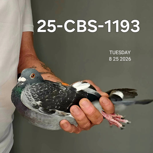 25-CBS-1193 Dark check cock. Kannibaal/ Kaasboer. CLEARANCE SALE!