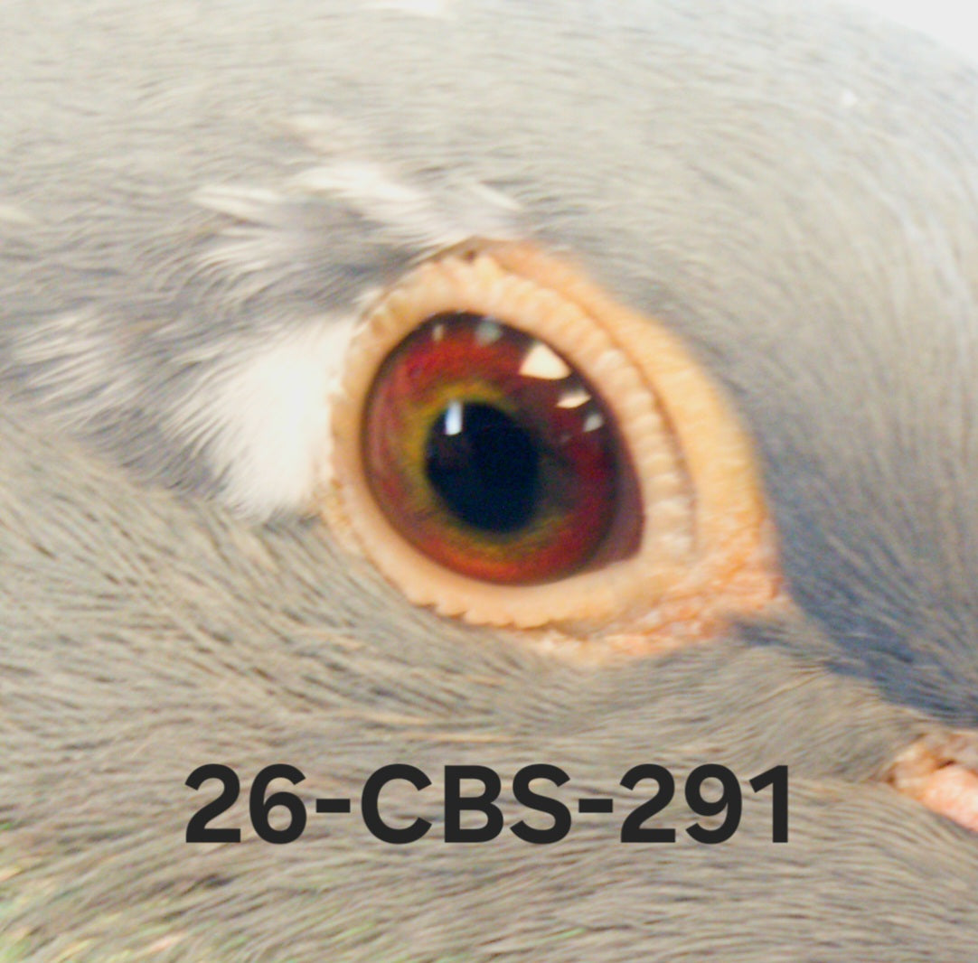 26-CBS-291 Blue splash hen. 019 Janssen