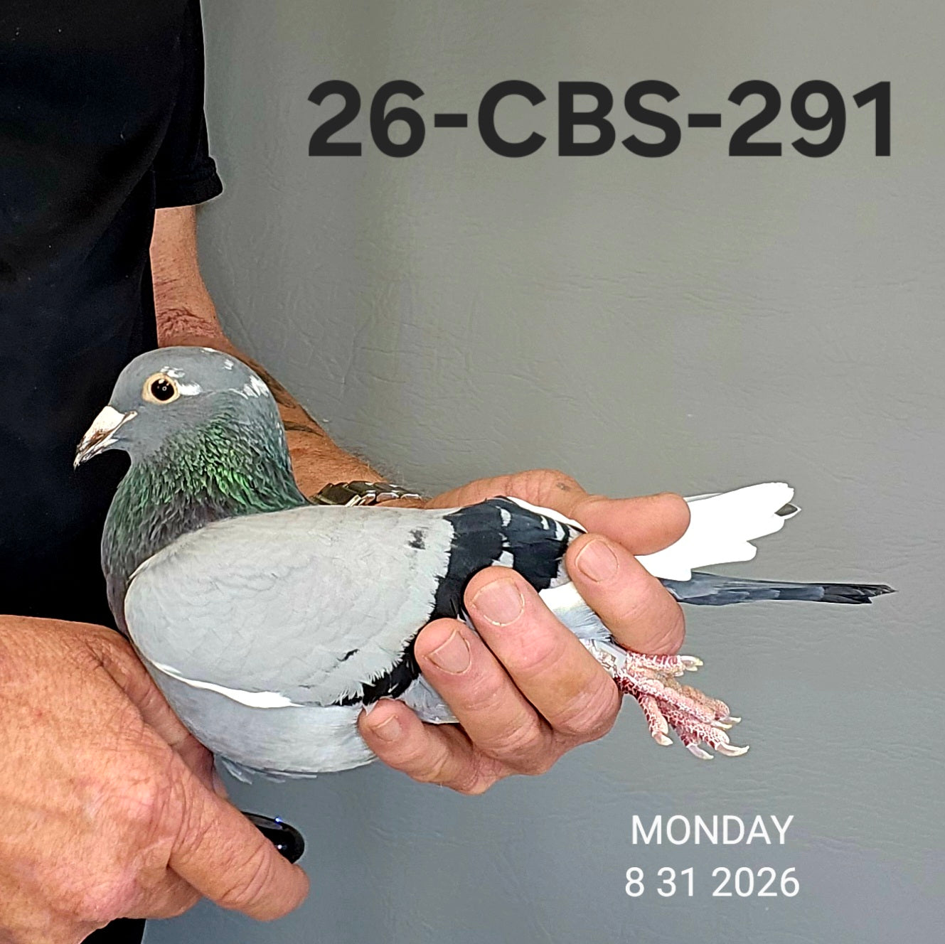 26-CBS-291 Blue splash hen. 019 Janssen