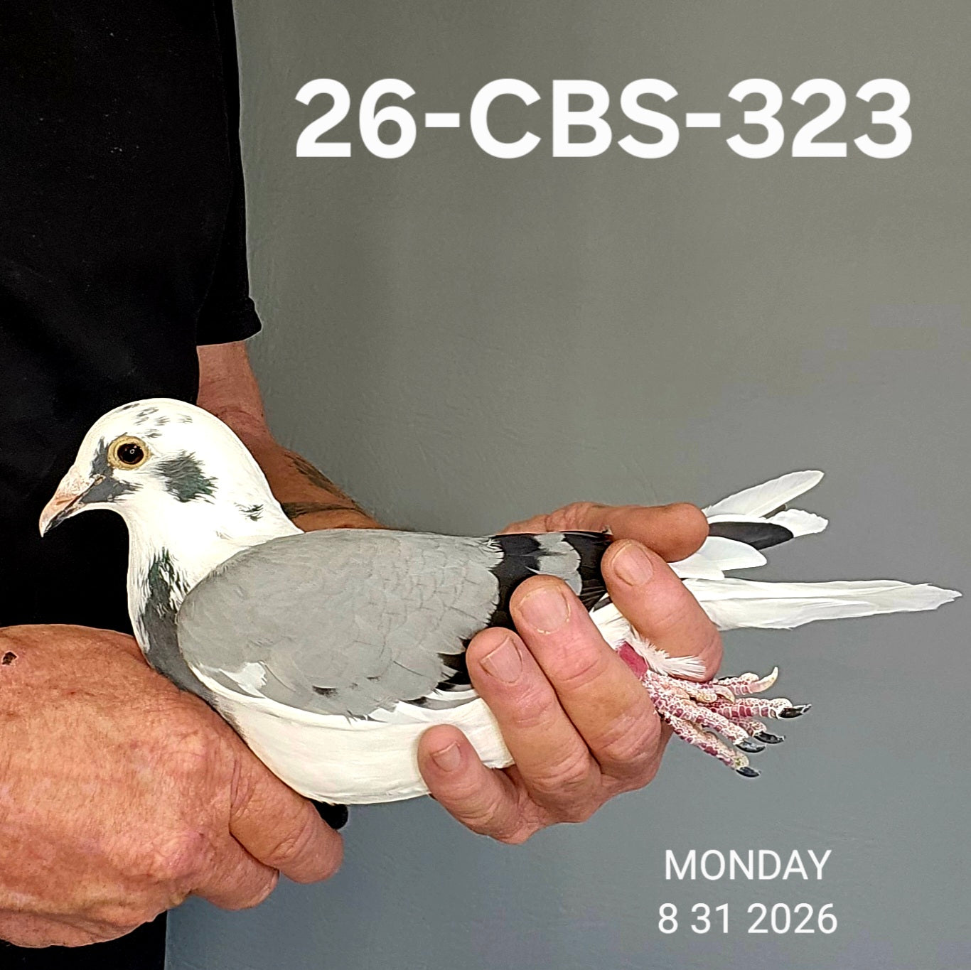 26-CBS-323 Blue splash hen. Leo Van Rijn & Best Kittel.