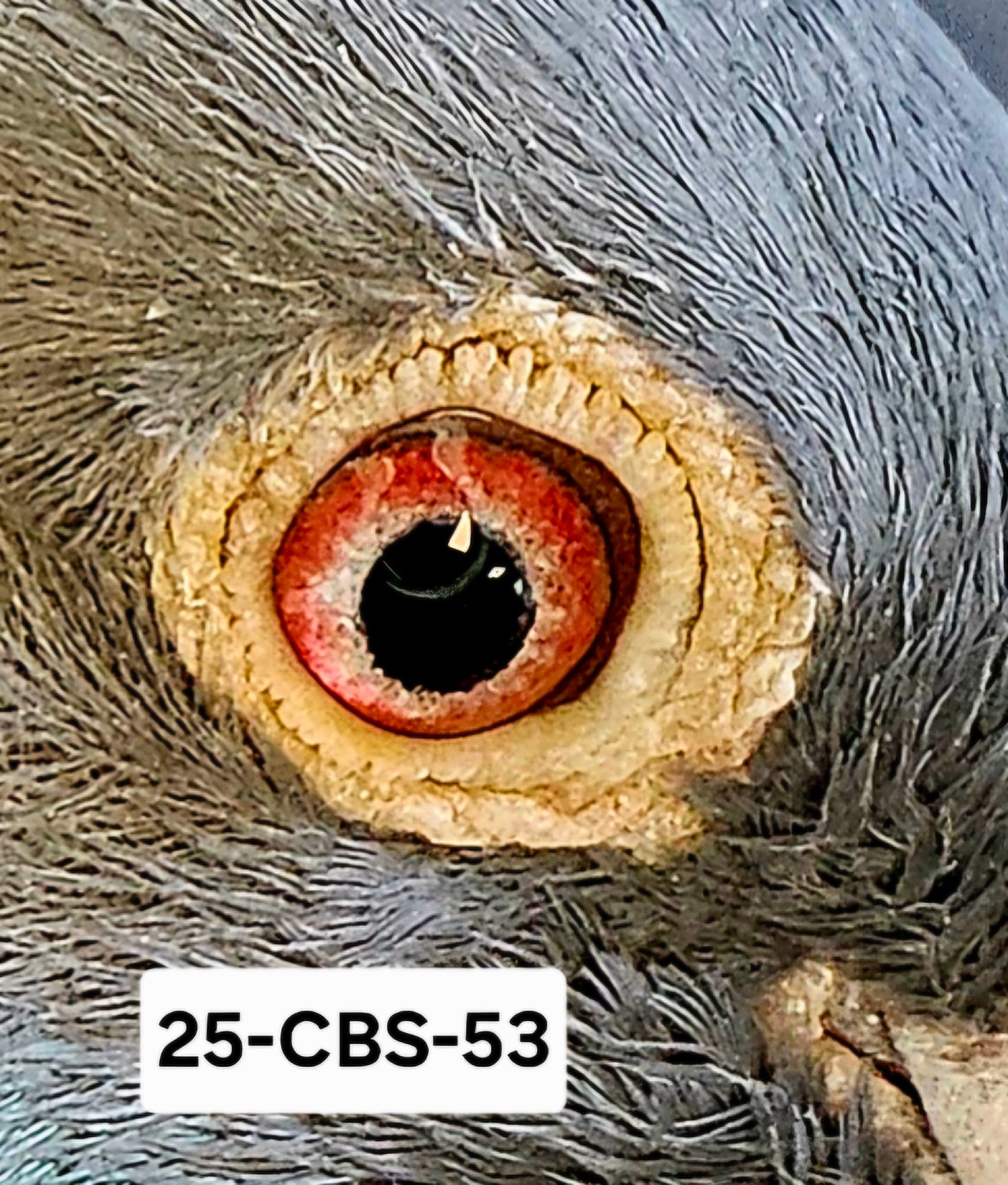 25-CBS-53 Blue Hen. Daughter "Ned Kelly"