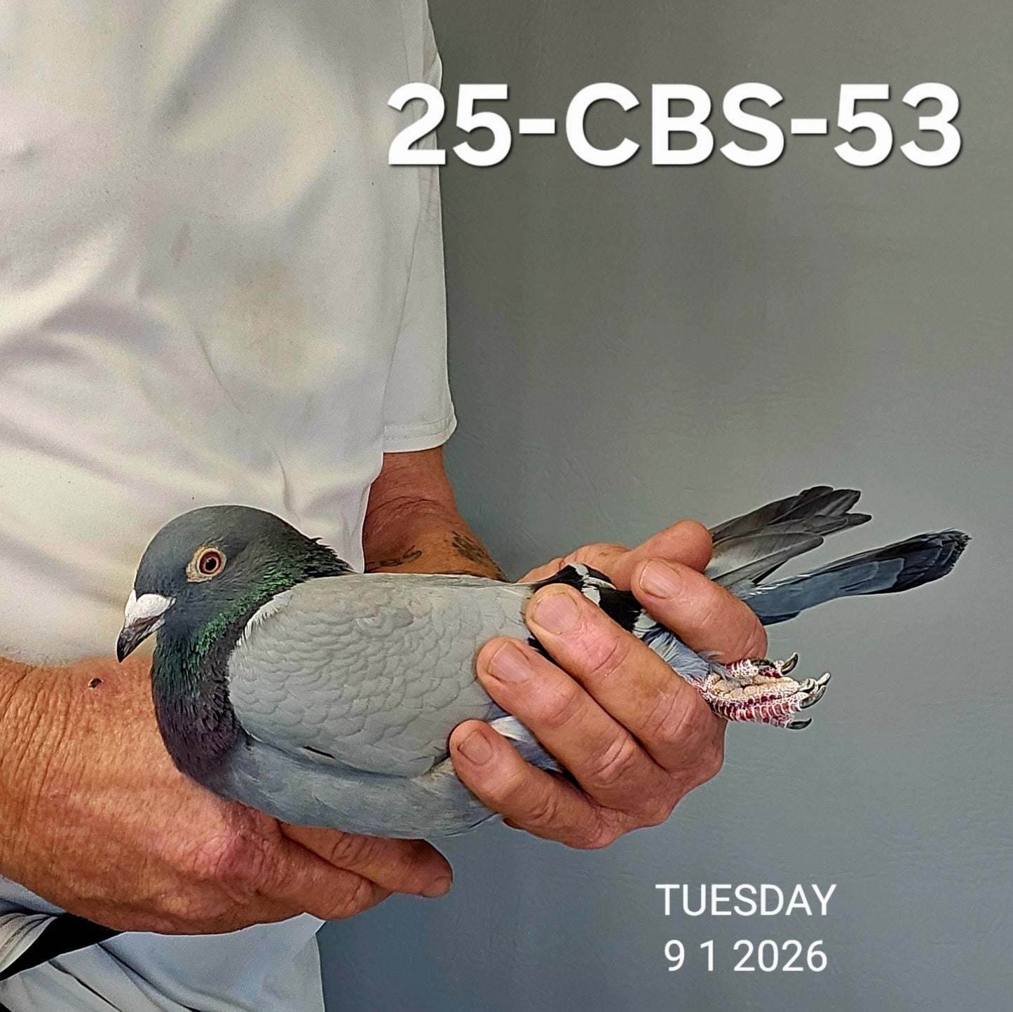 25-CBS-53 Blue Hen. Daughter "Ned Kelly"