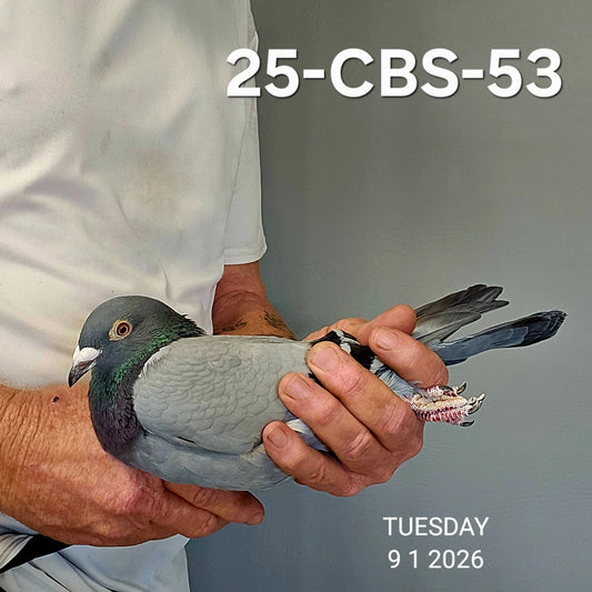25-CBS-53 Blue Hen. Daughter "Ned Kelly"