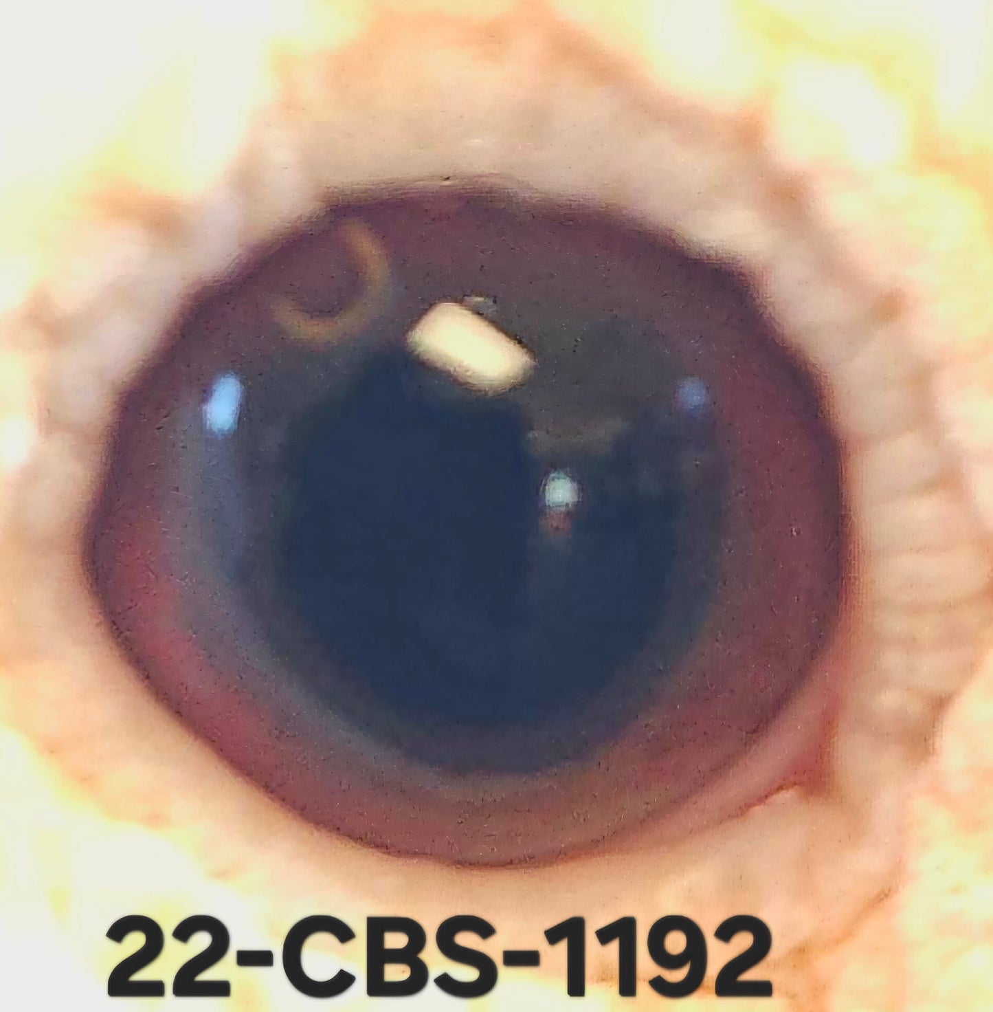 22-CBS-1192 Belgian White Cock.