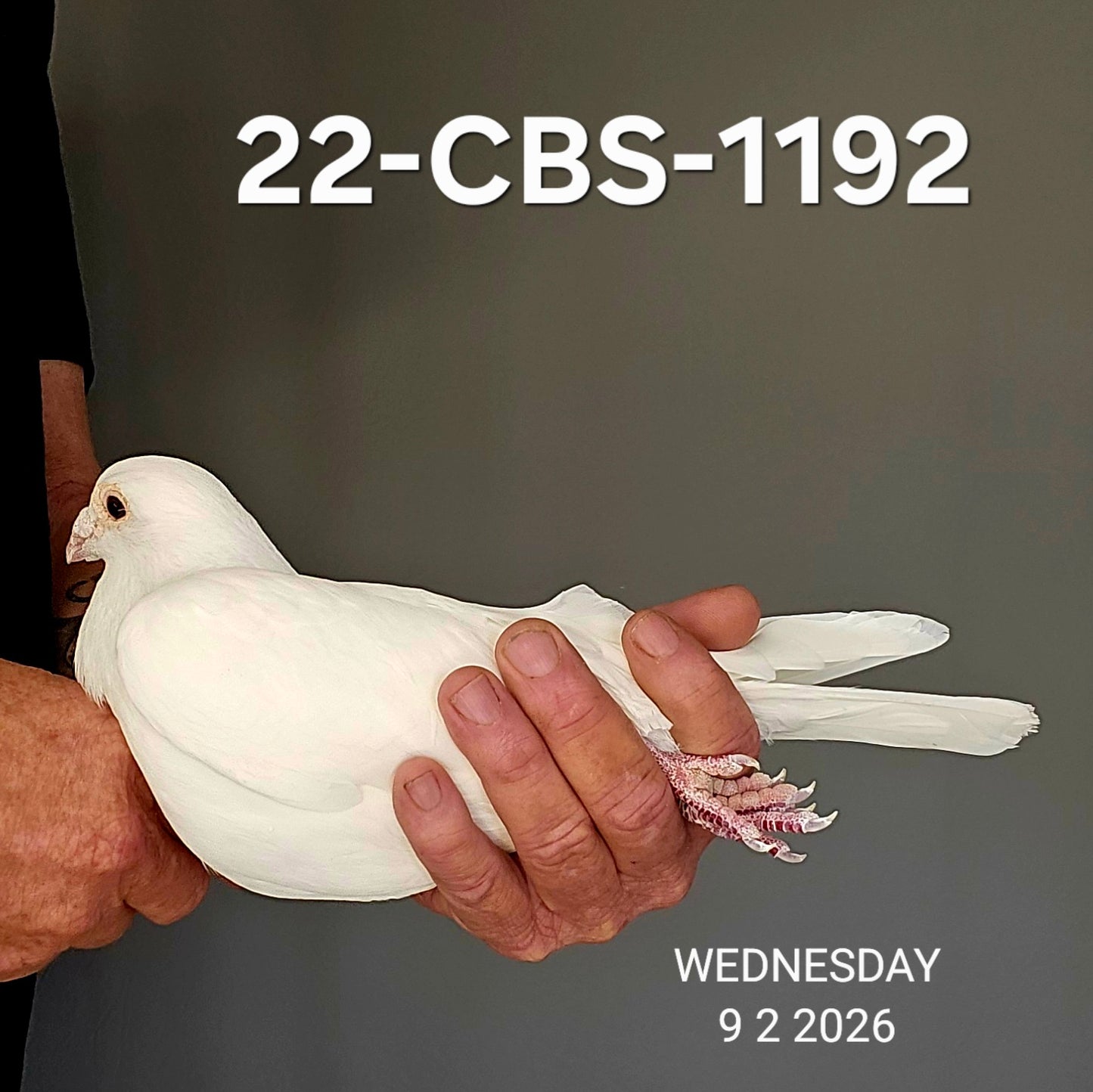 22-CBS-1192 Belgian White Cock.