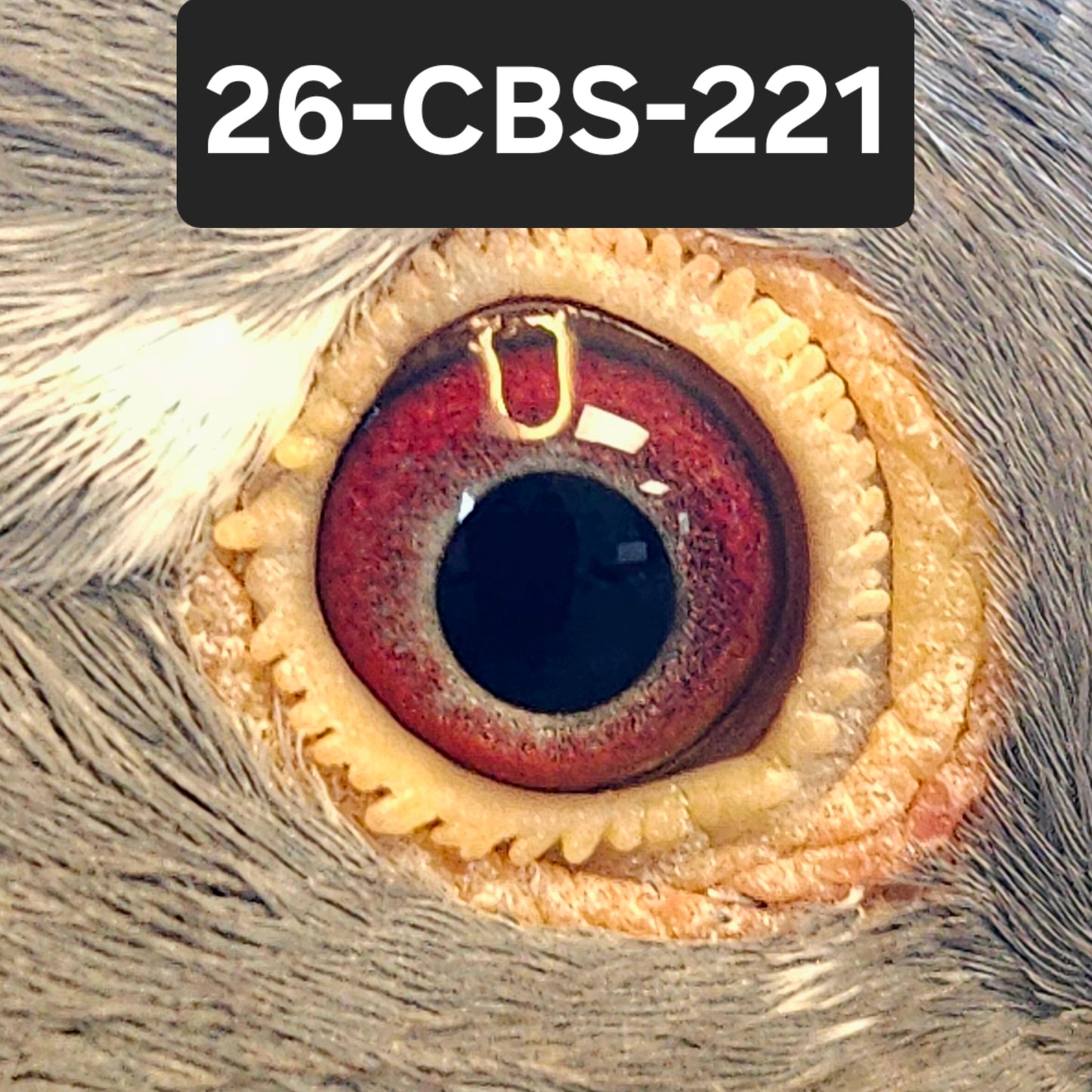 26-CBS-221 Dark check splash hen. 019 Janssen