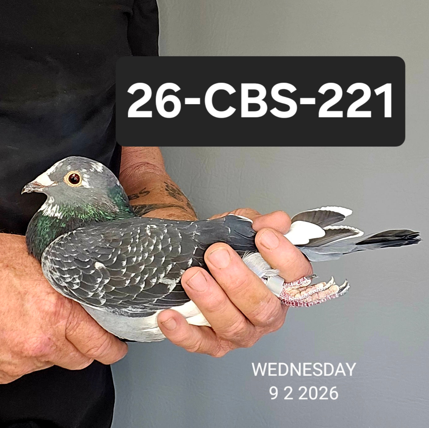 26-CBS-221 Dark check splash hen. 019 Janssen