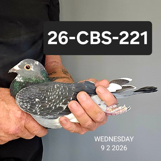 26-CBS-221 Dark check splash hen. 019 Janssen