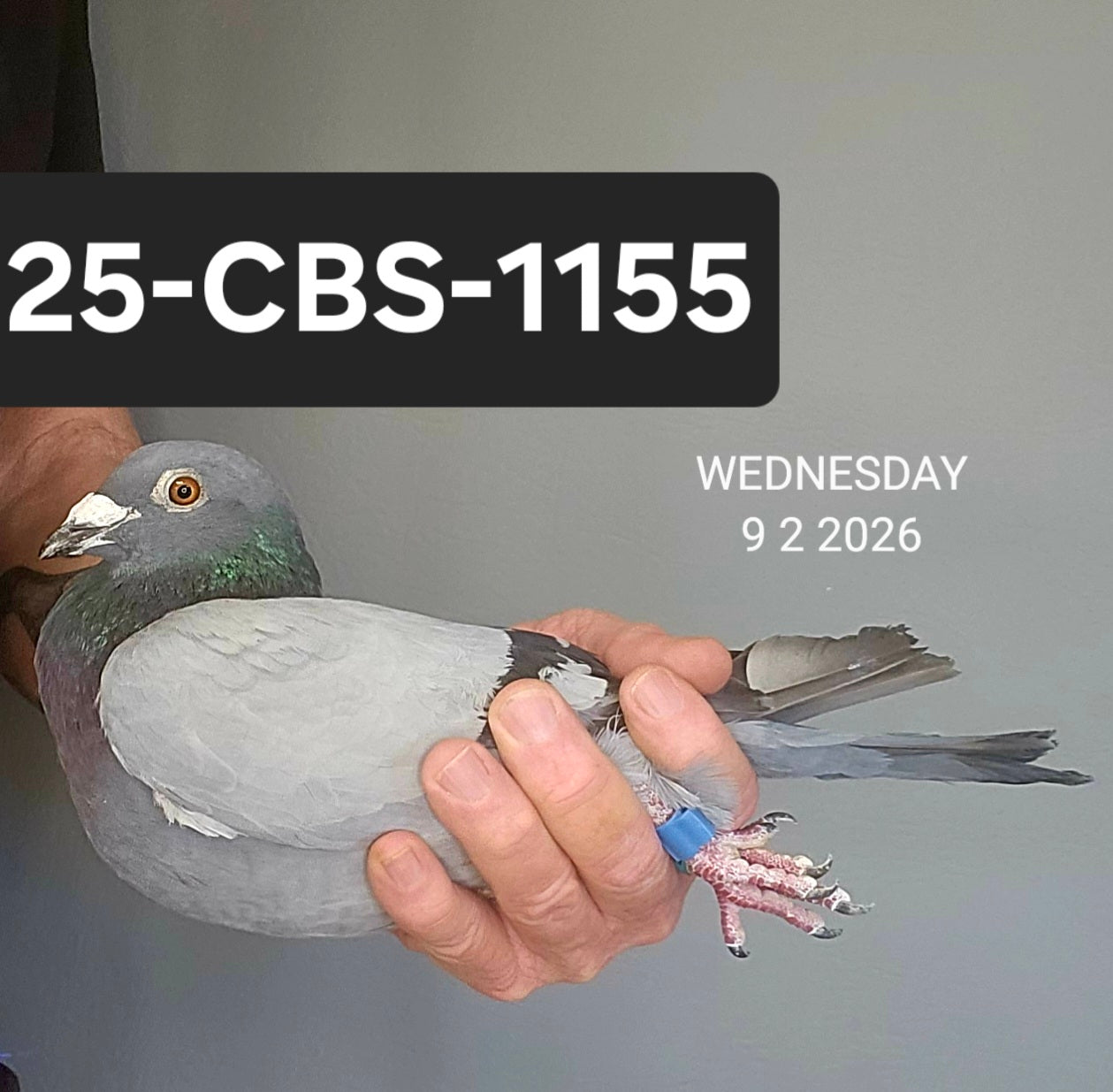 25-CBS-1155 Blue cock. Son "Chucky Freedom" from Guy Van der Auwera.