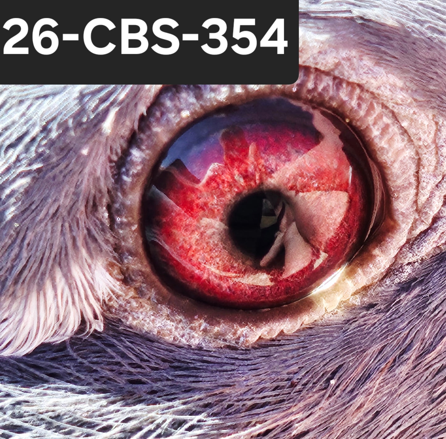 26-CBS-354 Blue check splash hen. Lambrechts & Kittel. FOUNDATION QUALITY!!
