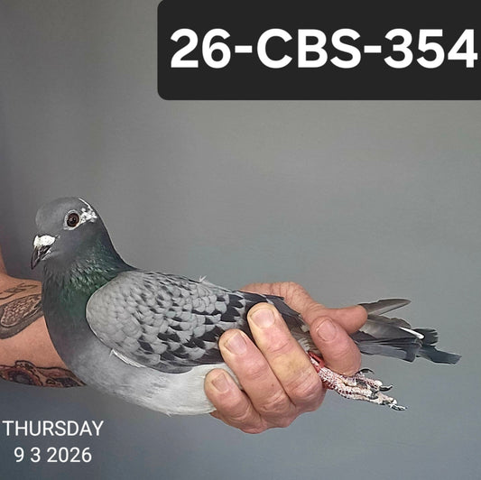 26-CBS-354 Blue check splash hen. Lambrechts & Kittel. FOUNDATION QUALITY!!