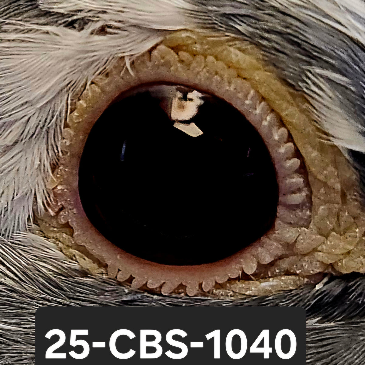 25-CBS-1040 Blue splash cock. 019 Janssen