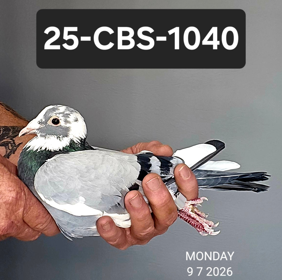 25-CBS-1040 Blue splash cock. 019 Janssen