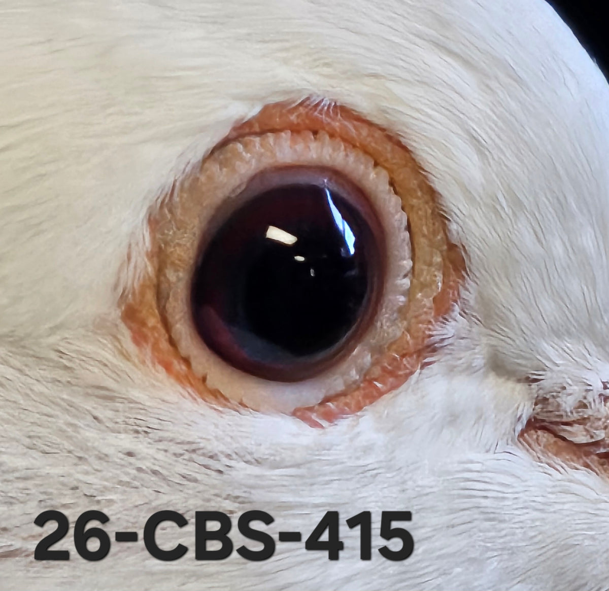 26-CBS-415 Belgian White hen.